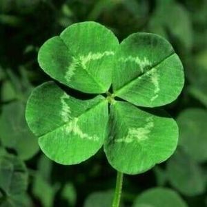 Meet your Posher, Joanne